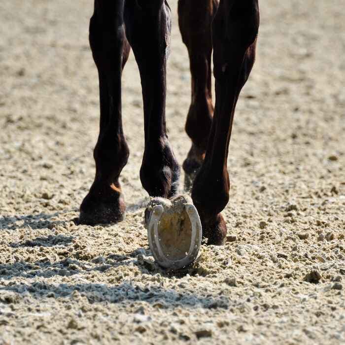 Sable équestre